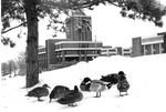 Social Sciences and Business Building - Tower - Ducks, C. 1980s 481 by University of Missouri-St. Louis