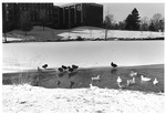 Bugg Lake - Ducks - Benton Hall, C. 1970s 592 by University of Missouri-St. Louis